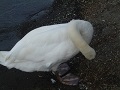 Yamanashi Swan
